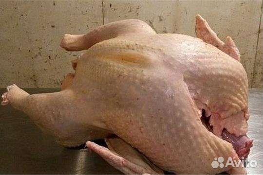 Индюки биг 6