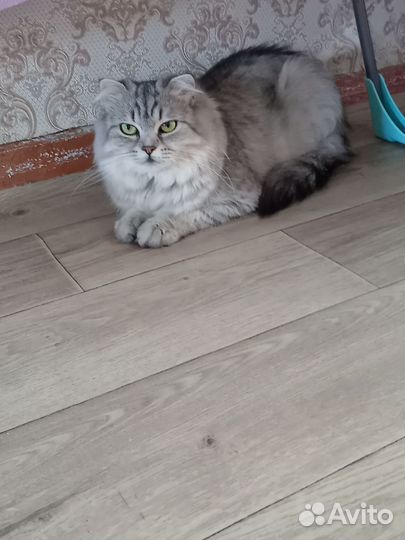 Британская кошка бесплатно