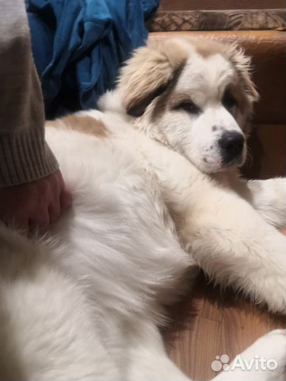 Кабель на вязку