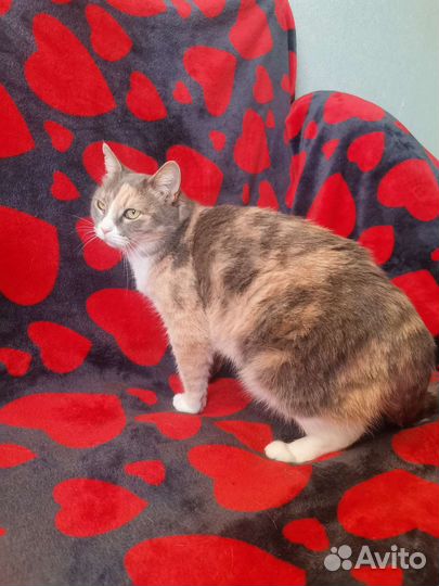 Кошка в добрые руки