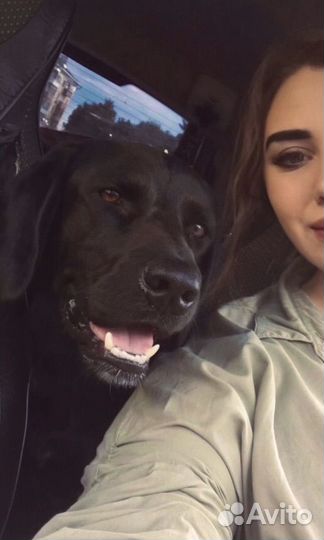 Лабрадор в добрые руки