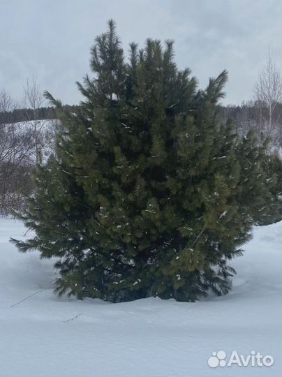 Сосна кедровая