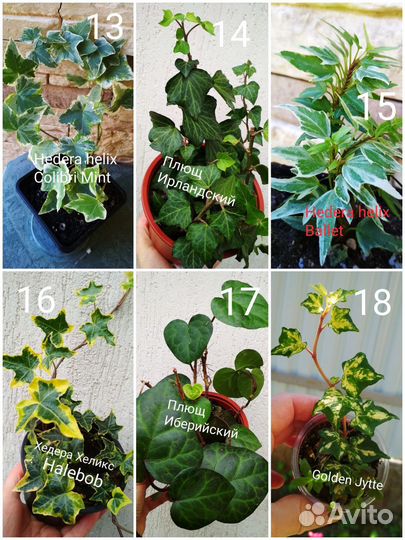 Плющи (Хедеры)