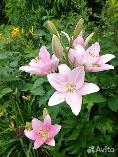 Лилии луковицы