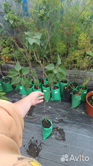 Саженцы сирени 