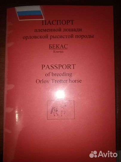 Лошадь