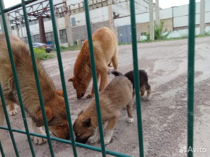 Щенки 2.5мес