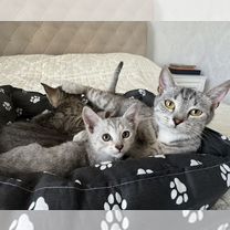 Котятки