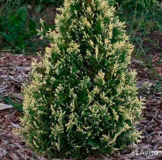 Туя вертикальная 1 (подробности в описании)