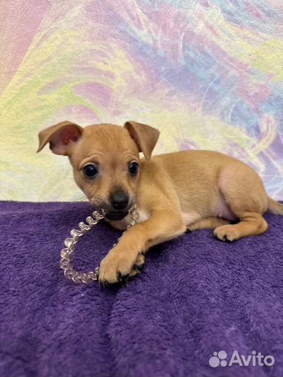 Той-терьер щенки