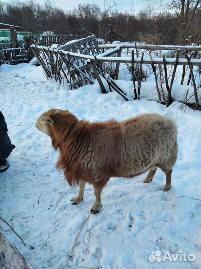 Катумский баран на племя