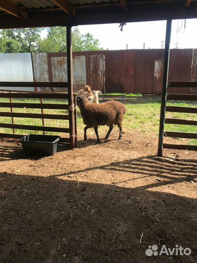 Бычок'Корова Дойная'Баран на Мясо