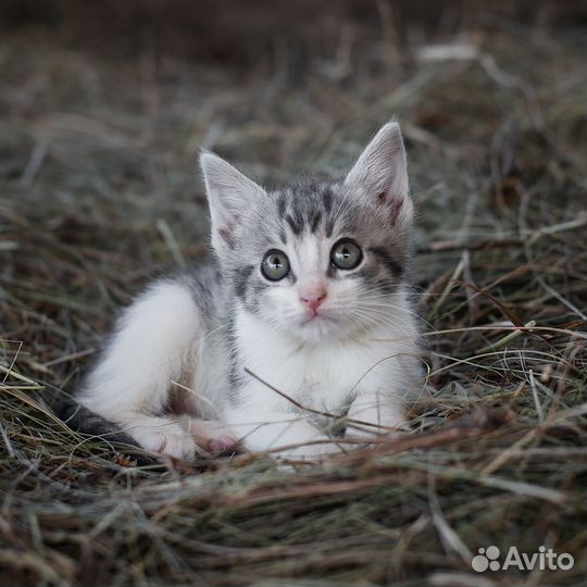 Котенок в добрые руки