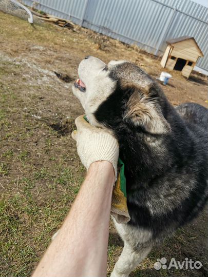 Собака бесплатно хаска