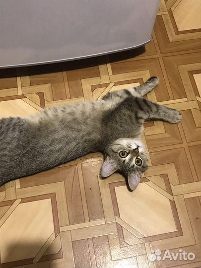 Домашние животные