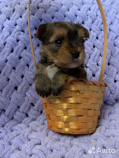 Няшные, Щенки йорка