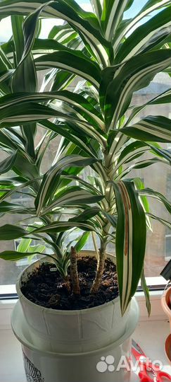 Пальма драцена