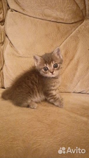 Отдам кошечку в добрые руки