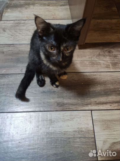 Кошка в дар бесплатно