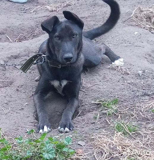 Собака пёс кобель Гор