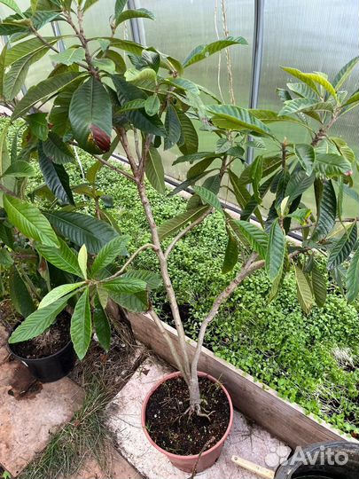 Мушмула японская