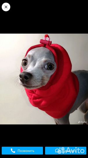 Вязка чихуахуа