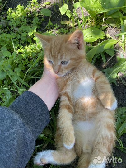 Котенок