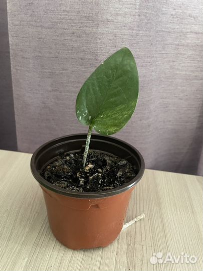 Эпипремнум марбл квин (Сциндапсус)