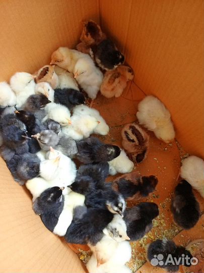 Цыплята суточные