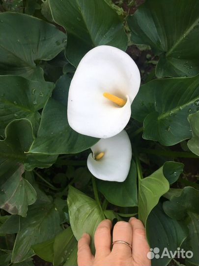 Калла эфиопская, домашняя