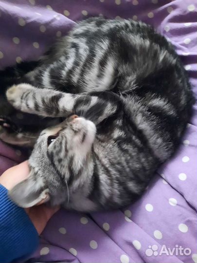 Передержка кошек и собак