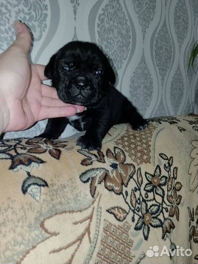 Продам алиментного щенка Кане Корсо