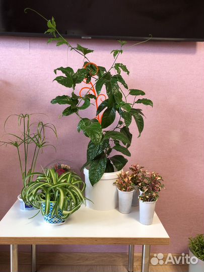 Комнатные цветы
