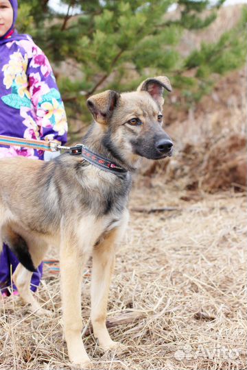 Щенок в добрые руки