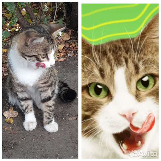 Кошка в дар