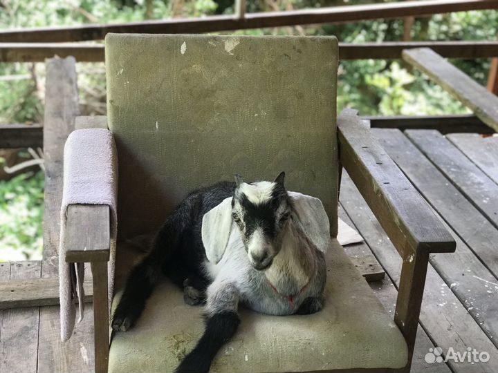 Козел на вязку