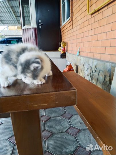 Кошки в добрые руки бесплатно