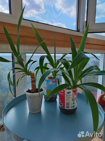 Юкка домашняя