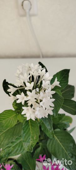 Цветок пентас