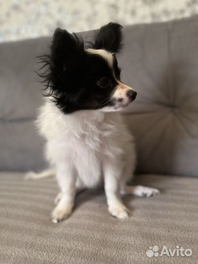 Щенки папийона