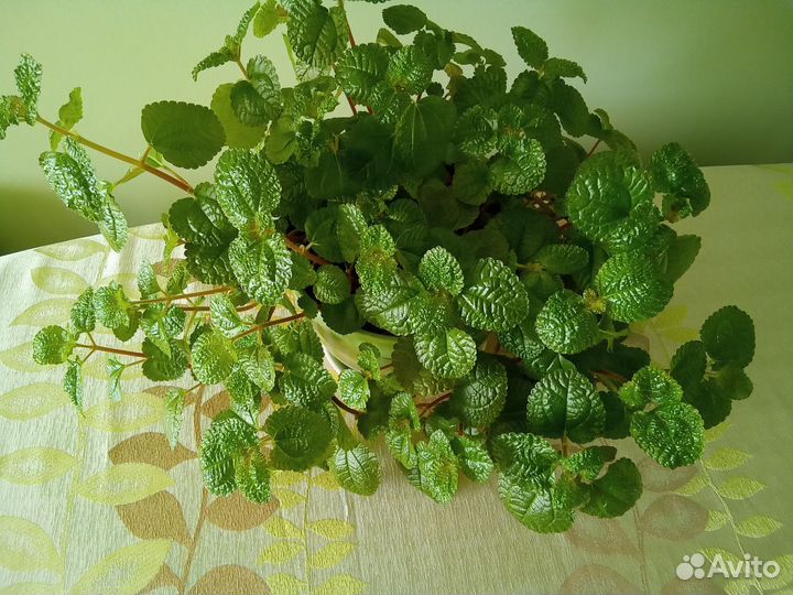 Пилея монетолистная