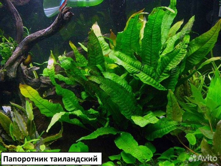 Эхинодорус, анубиас, криптокорина, папоротник и др