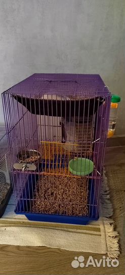 Крыса девочка