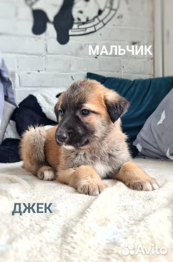 Милые щенята в дар