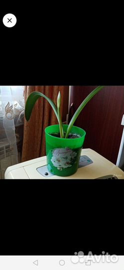 Гиппиаструм