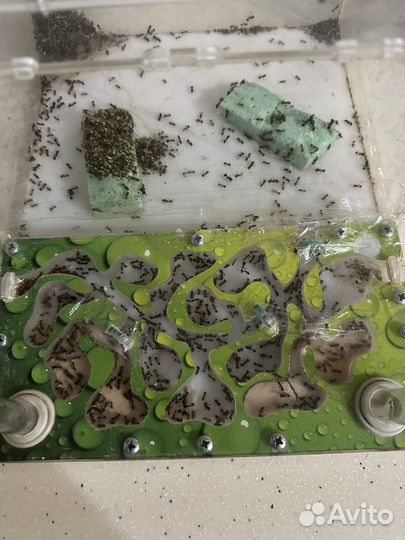 Муравьиная ферма с муравьями