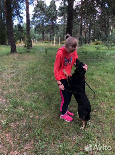 Ищет дом не крупная собачка Майя