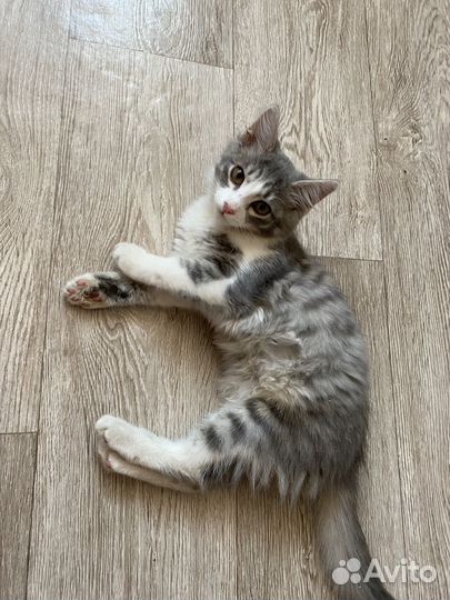 В добрые руки кошечка