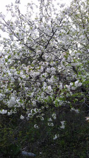 Участок 7 сот. (СНТ, ДНП)