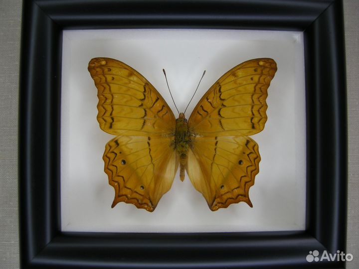 Бабочка в рамке - Polyura athamas